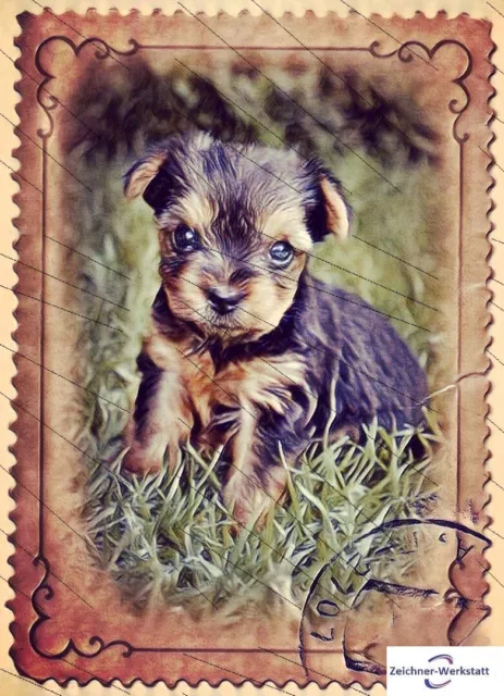 Australian Terrier welpe 15