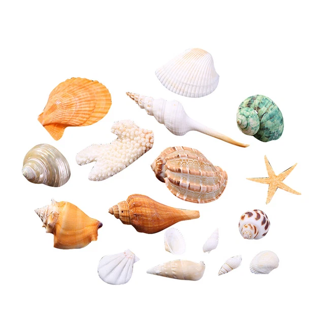 Mini Coquillages Artisanaux Naturels Conque De Plage Décorer
