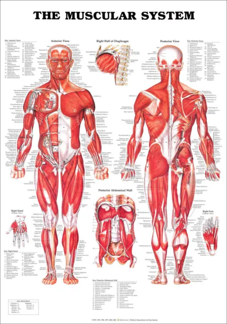 The Muscular System Anatomical Diagram Chart Guide Muscles Print Premium Poster 2