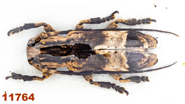 Cerambycidae: Sthenias sp.   A2, 23 mm, 1 pc