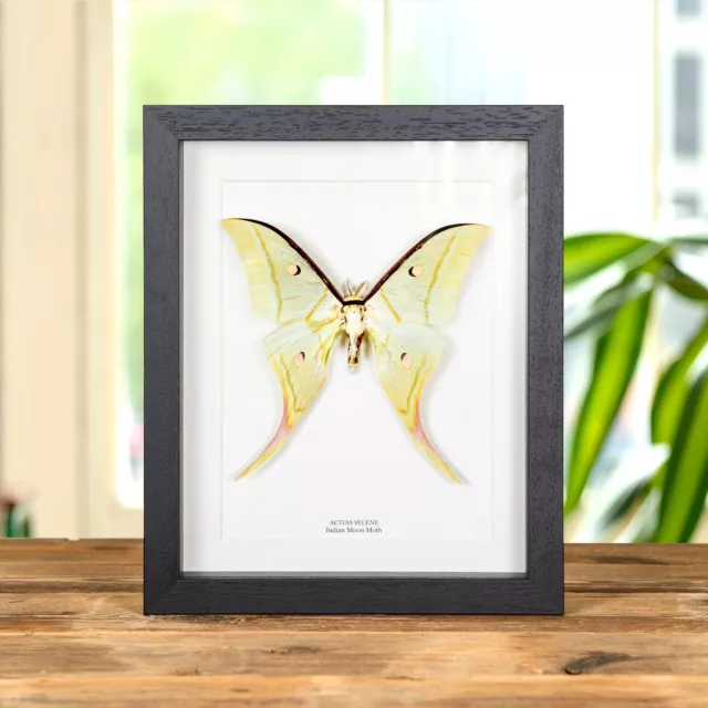 Indian Moon Taxidermy Moth Frame (Actias selene)