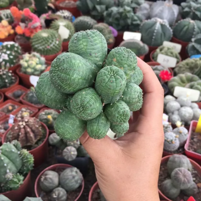 Euphorbia Obesa Hybrid Multi-Head Succulent Cactus Live Plant Cactaceae Rare Pot