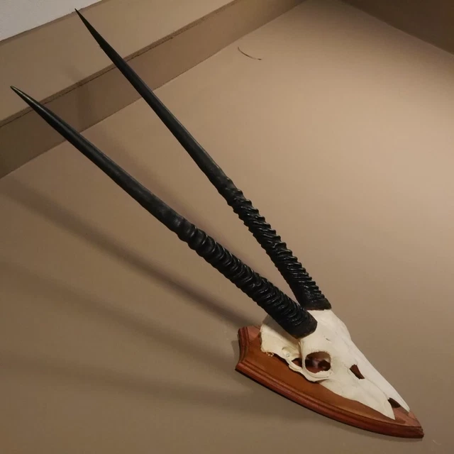 Orix ( Gazella) Antílope Gacela Gemsbok África Trofeo de Calavera Hornlänge 83CM 2