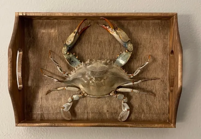 Classic Style Blue Crab Wall Hanging Mount