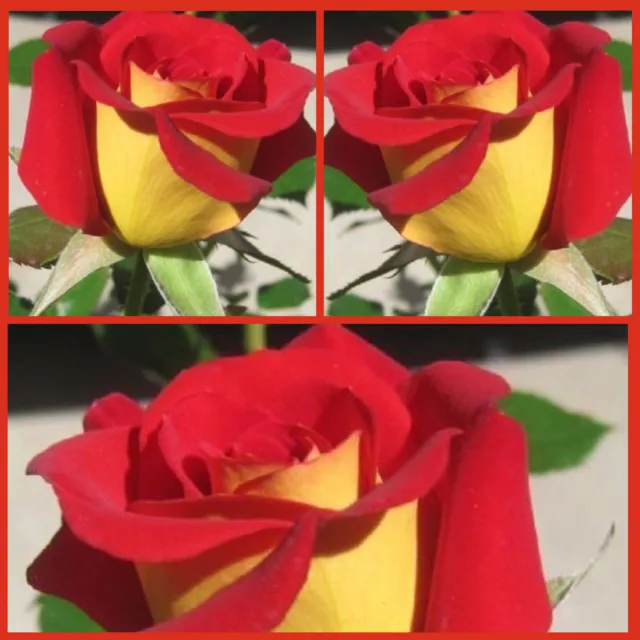 Yellow Red Tipped Rose Seeds Flower Garden Floral Plant Shrub Seed Free Aus Post