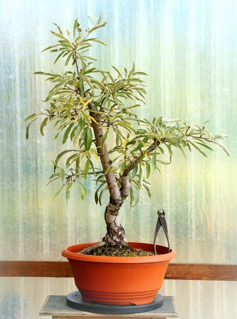 BONSAI BIRNE PYRUS salicifolia 62 cm outdoor Raritt Nr. 921 EUR 88,00 -  PicClick DE