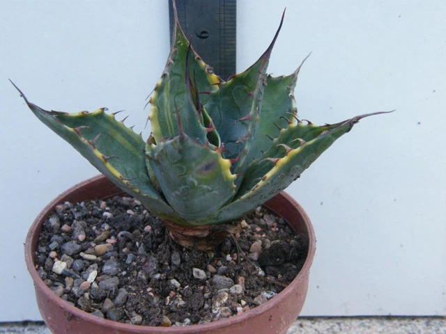 AGAVE PARRASANA VAR Fireball 37.51 - PicClick UK