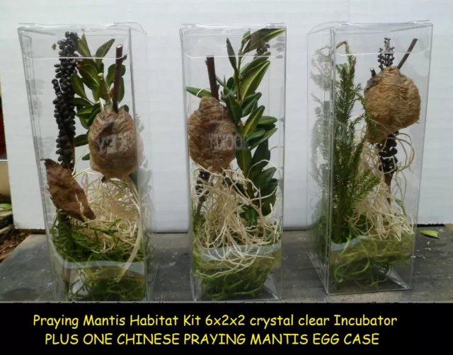 1 Praying Mantis Egg Case With Clear Habitat Cube 1 Praying Mantids Egg Cases