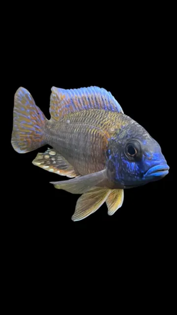 Blueberry Sunshine Hybrid Peacock Cichlid 1 1/2 Inch To 2 “ + Guaranteed Male