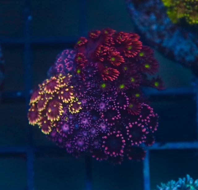 WYSIWYG J-Wu Aquatic / Rainbow Combo Gonipora 