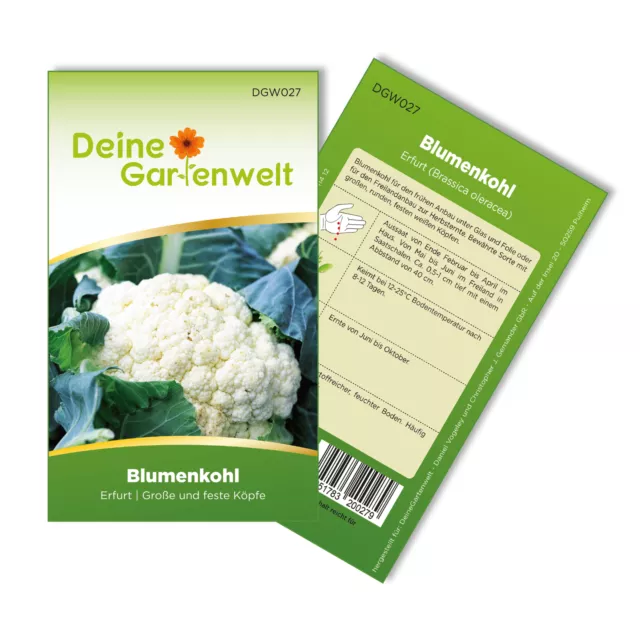 Blumenkohl Erfurt Samen - Brassica oleracea - Blumenkohlsamen