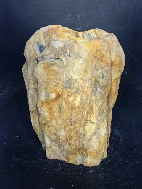 Blue Forest Petrified Wood Stand Up Display Piece ( Wyoming)4.7 Lbs.