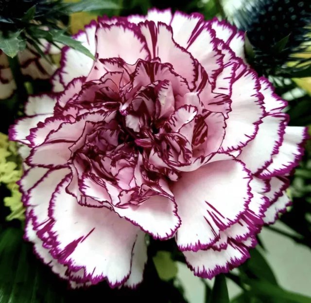 Carnation Flower Mix Seeds - Dianthus Caryophyllus - Garden Seeds