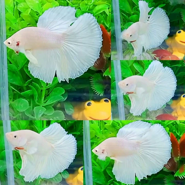 White Platinum Halfmoon Male - IMPORT LIVE BETTA FISH FROM THAILAND