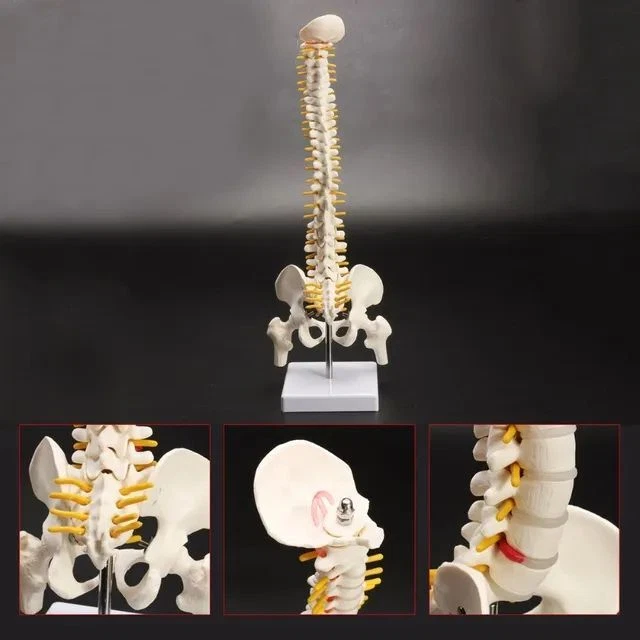 Adult Lumbar Bend Spine Femur Model Humans Skeleton Model Spinal Disc 1:1 45cm