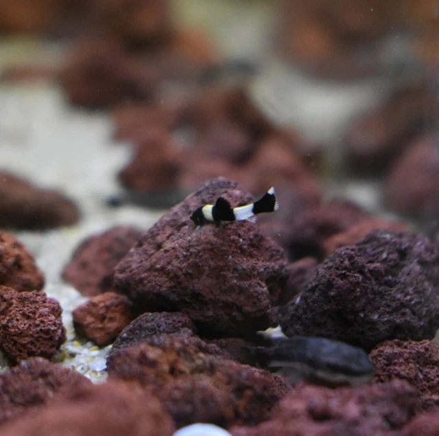 Live Panda Loach (Pack of 3 Rare Nano Freshwater Aquarium Fish) *PLS READ DESCR* 5