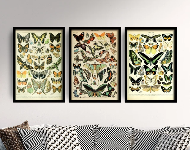 Butterflies - Set of 3 Adolphe Millot Art Prints - Butterfly Poster Animal 2