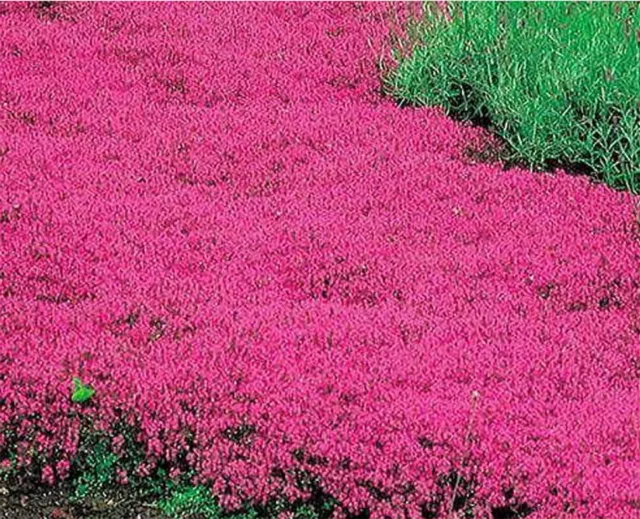 Creeping Thyme RED Ground Cover Perennial Low HERB Fragrant Non-GMO 350 Seeds!