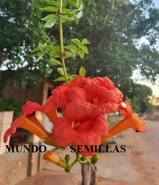 20 semillas de Bignonia roja - Campsis radicans - flores trompeta rojo