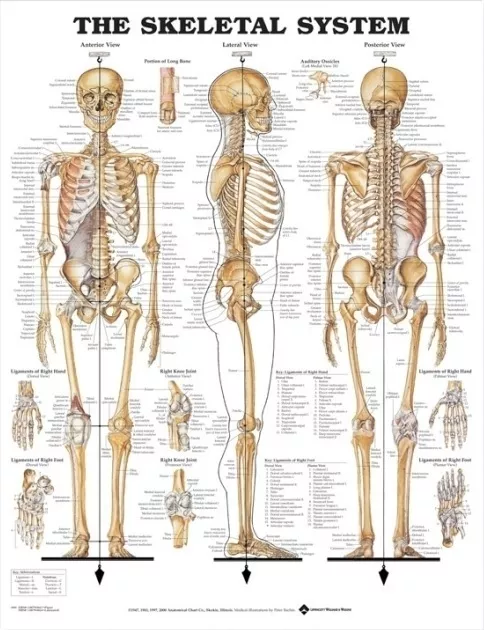 Skeletal System (Laminated) Poster (66X51Cm) Anatomical Chart Human Body Medical