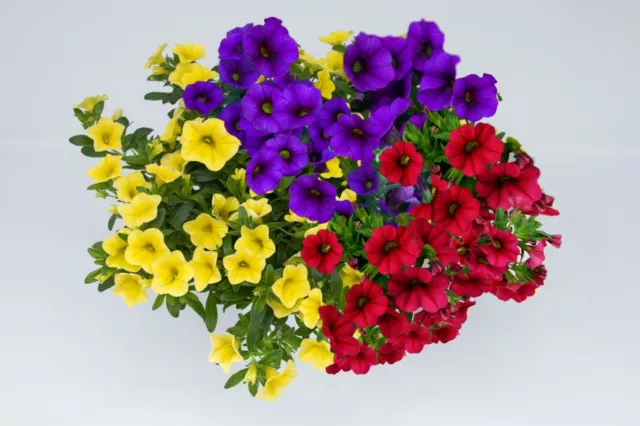 Zauberglöckchen "Samba Mix" trio - Drei knallige Blütenfarben in einem Topf