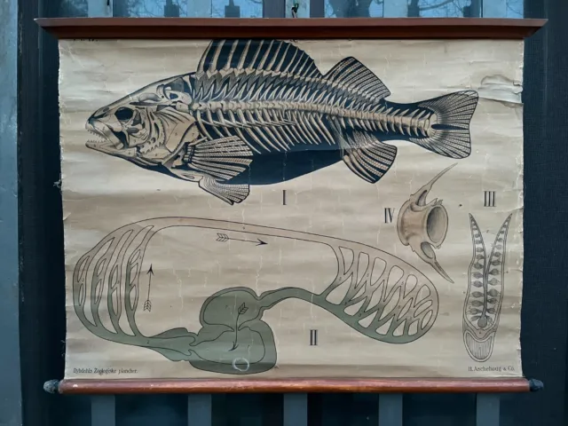 Poster Didattico Educational Pesce H.aschehoug Oslo Dybdahls Zoologiske Planc