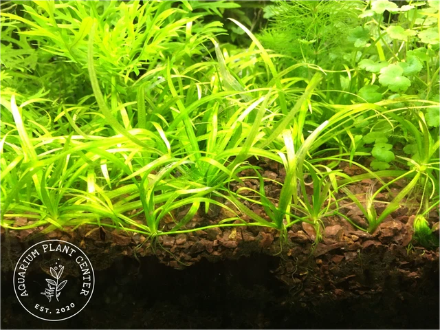 Helanthium tenellum ‘broad leaf’, Live Aquarium/Aquatic/Foreground Plant/Carpet