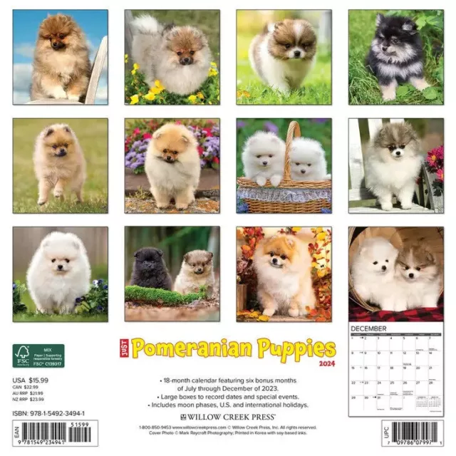 Willow Creek Just Pomeranian Puppies 2024 12 x 12 Wall Calendar w 2