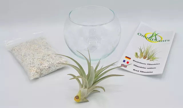 Kugelglas mit lebender Tillandsia brachycaulos abdita, 12,5 cm Durchmesser, Till 3