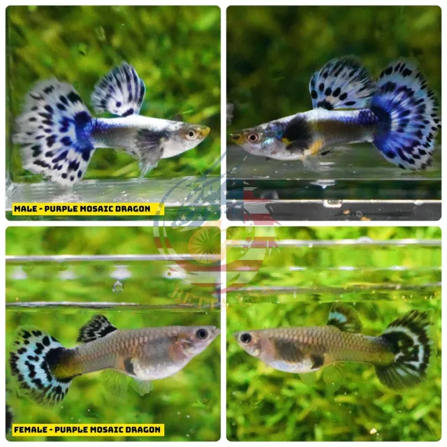 1 TRIO -  Live Aquarium Guppy Fish High Quality Purple Mosaic Dragon