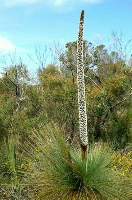 10 X Native Kangaroo Tail Grass Tree Seeds-Bush Tucker-Landscape Garden Shrub