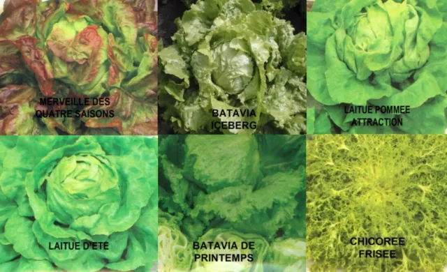 400 Graines De Salades Bio ( Laitue, Batavia, Mache, Mesclun ) Parmi 11 Choix