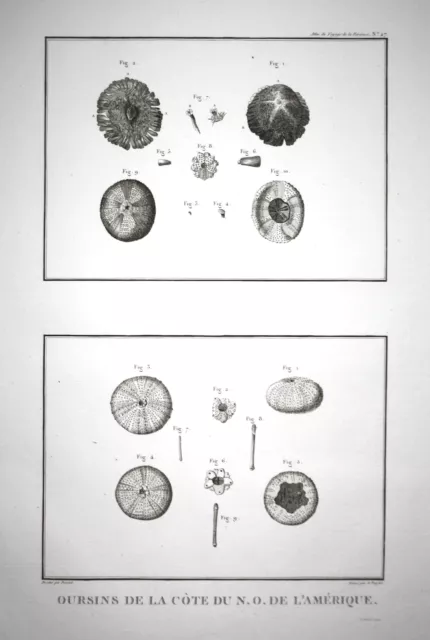 1797 North America Sea urchin Seeigel Amerika Perouse Kupferstich engraving
