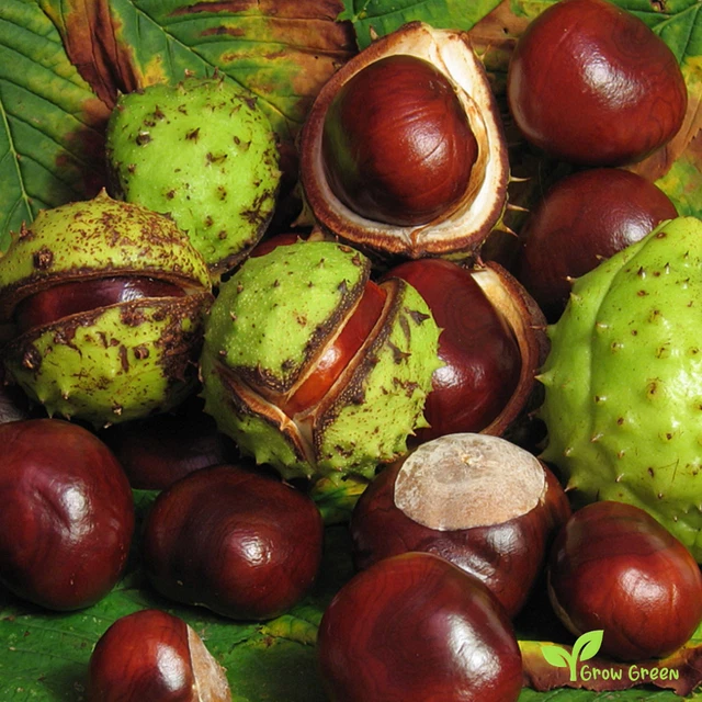 HORSE CHESTNUT 5 SEEDS - AESCULUS HIPPOCASTANUM + GIFT 5 seeds of ...