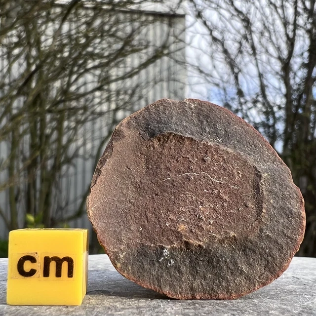 Fossil Jellyfish, Essexella Asherae - Mazon Creek, Carboniferous Period, USA