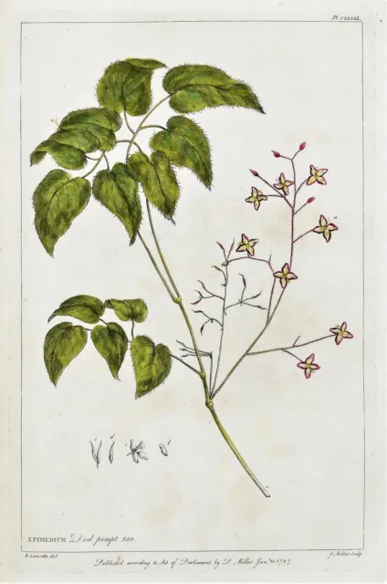 EPIMEDIUM, BARREN WORT, Miller Large Antique Botanical flower print 1760