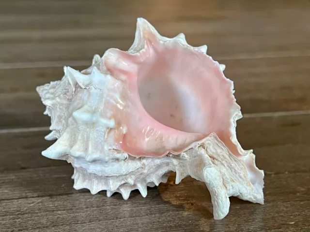 3.4" Inch Murex Ramosus Pink Spike Conch Shell Seashell