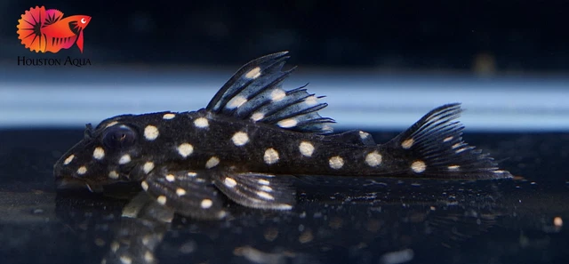 (4) L201 SNOWBALL AKA ORINOCO ANGEL PLECO - Snow Ball Live Pleco Premium A+
