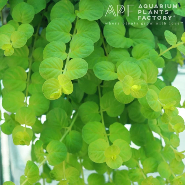 Golden Creeping Jenny Bunch Lloydiella Aurea Live Aquarium Plants BUY2GET1FREE*