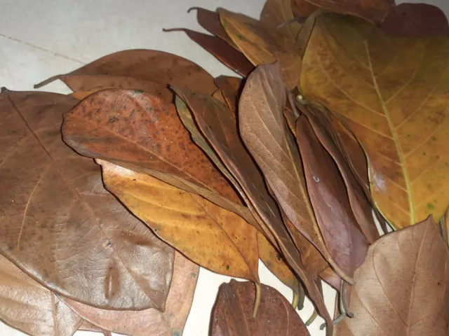 DRIED JACK FRUIT  LEAVES Organic Bio Film Shrimp Aquarium | Water | Pure LEAVES