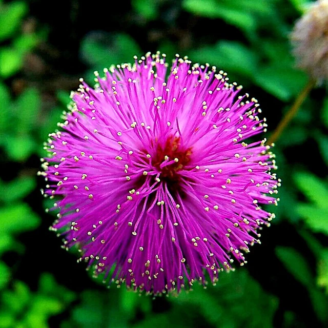 Mimosa Tree Seeds (Albizia julibrissin) Persian Pink Silk Flower Plant Bonsai