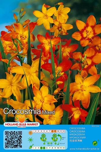 @ (◕‿◕)\@ Crocosmia - Montbretien " Prachtmischung " 5 Zwiebeln