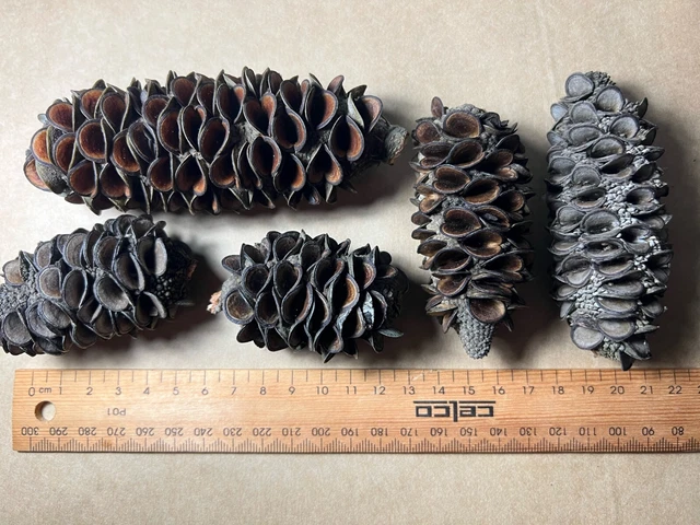 9 vainas Banksia australianas (nativas de alta calidad) 2
