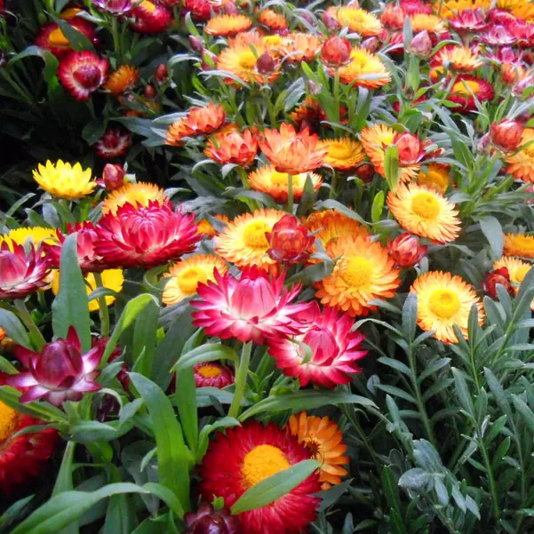 Swiss Giant Mix Strawflower Seeds | Non-GMO | Free Shipping | Seed Store | 1218