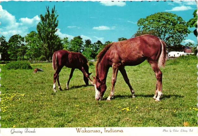 Continental Postcard Grazing Friends Wakarusa Indiana