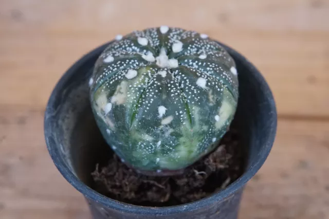 Astrophytum Asterias bunte eigene Wurzel LAGE Pflanzen!