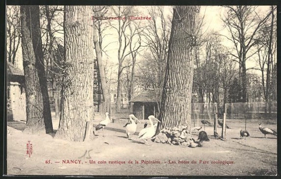 CPA Nancy, A Rustic Corner of the Nursery, Zoo