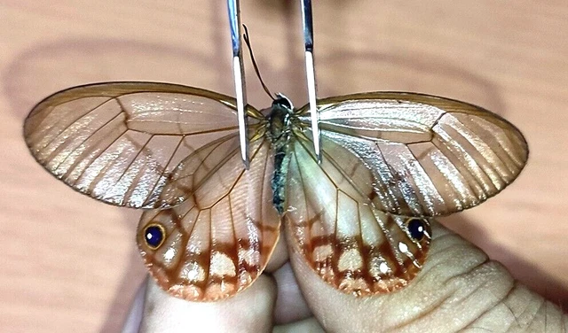 NYMPHALIDAE/Satyrinae Cithaerias aurorina, male    N°A296   Loreto Region PERU