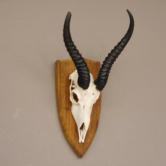Gacela Antílope Trofeo de Calavera Hl 31 CM Decoración En Escudo de Trofeo