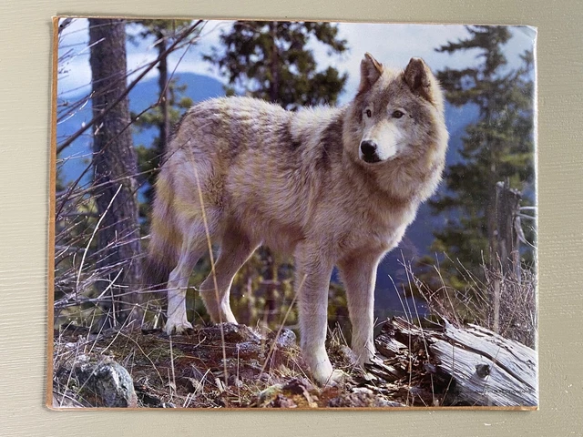 Vintage Poster Print Wolf 1988 Wildlife Lithographs 8x10" NOS Unused